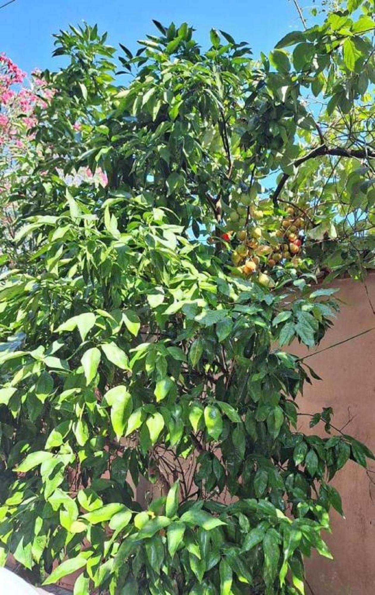 Flowers Guesthouse Τίρανα Εξωτερικό φωτογραφία